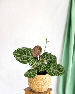 Anthurium crystallium hybride compact