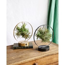 Duo de tillandsia socle led edition