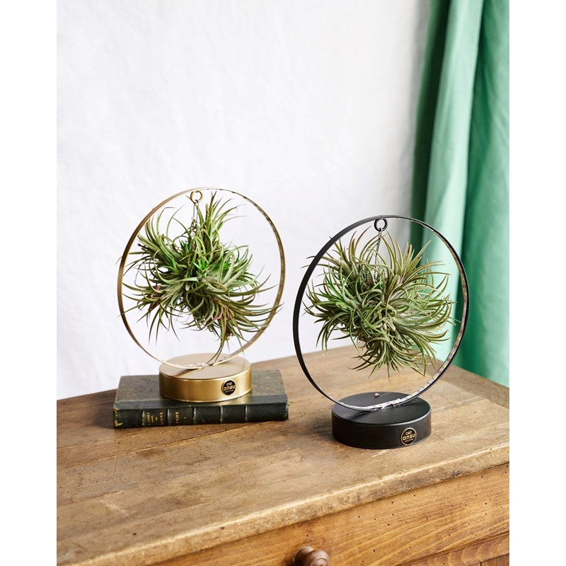 Duo de tillandsia socle led edition