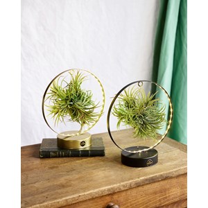 Duo de tillandsia socle led edition