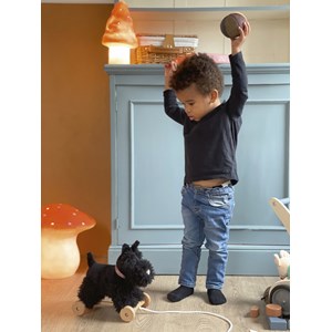 Walter le chien à tirer