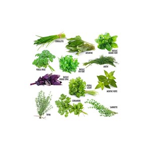 Graines d'aromates - 12 variétés