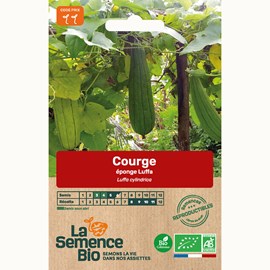 Courge éponge luffa bio