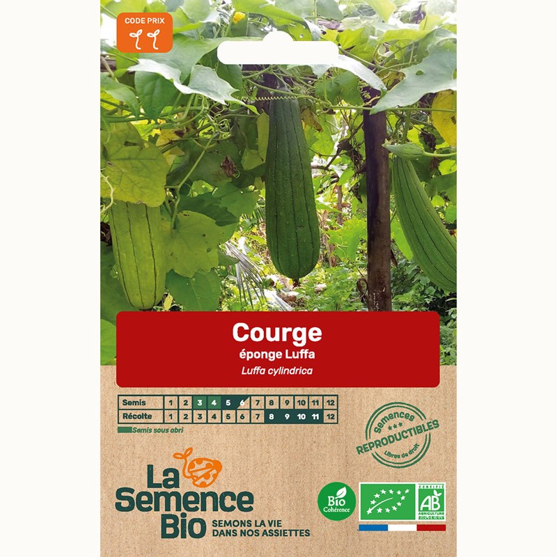 Courge éponge luffa bio