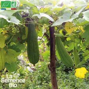 Courge éponge luffa bio