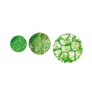 Microscope  et expériences - x 1200