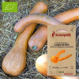 Courge moschata longue de nice- graines