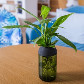 Pot transparent citysens vert noir