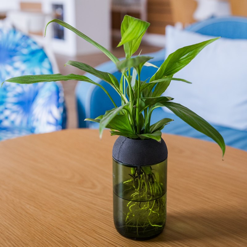 Pot transparent citysens vert noir