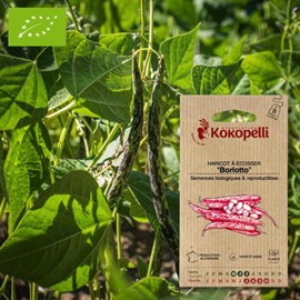 Haricot borlotto- graines bio à semer