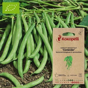 Haricot contender- graines bio à semer