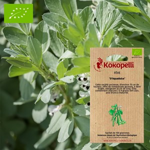 Fève d'aquadulce- graines bio à semer