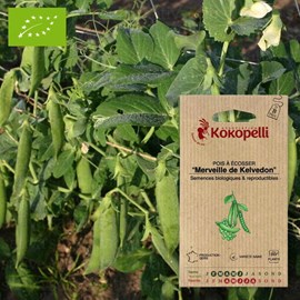 Pois merveille de kelvedon- graines bio