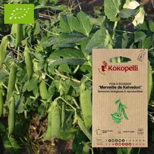 Pois merveille de kelvedon- graines bio
