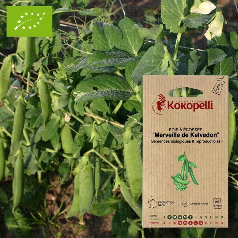 Pois merveille de kelvedon- graines bio