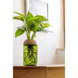 Pot transparent vert pin à plante