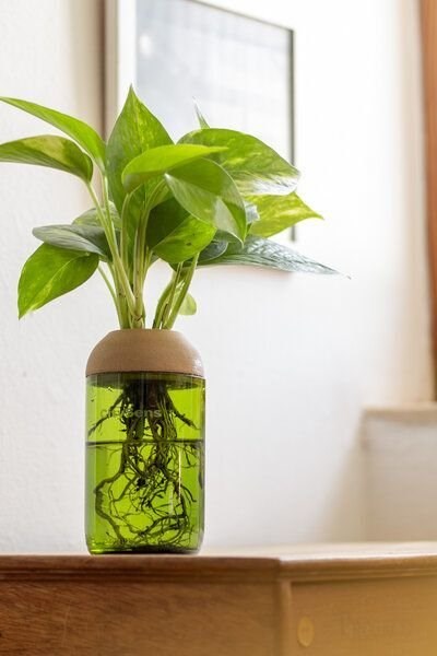 Pot transparent vert pin à plante