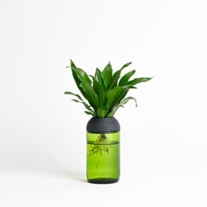 Pot transparent vert noir à plante
