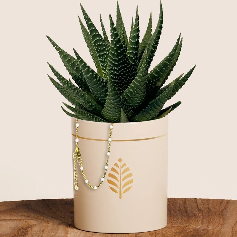 Les Merveilleuses Bougies Bijoux - Plante grasse haworthia pot blanc