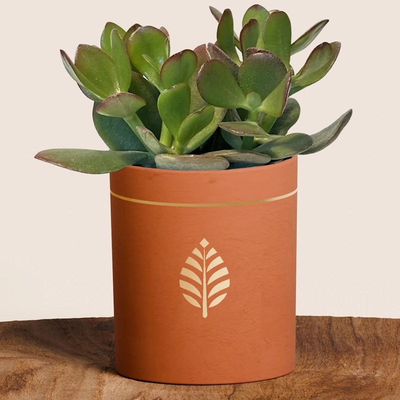 Les Merveilleuses Bougies Bijoux - Plante grasse crassula pot terra cotta
