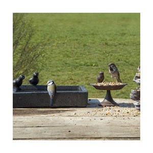 Bain pour oiseaux carré