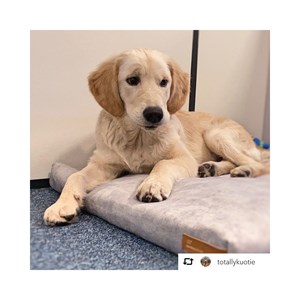 Muovi, tapis chien chat gris clair m