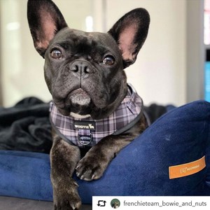 Ecow, panier chien velours bleu l