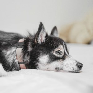 Mellem, collier chien imperméable nude m