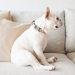 Mellem, collier chien imperméable nude l