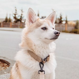 Mellem, collier chien imperméable nude l