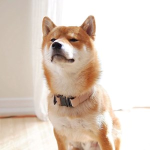 Mellem, collier chien imperméable nude l