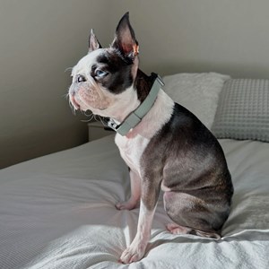 Mellem, collier chien imperméable vert l