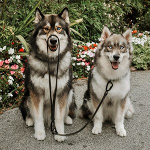 Mellem, laisse imperméabler kaki 180cm