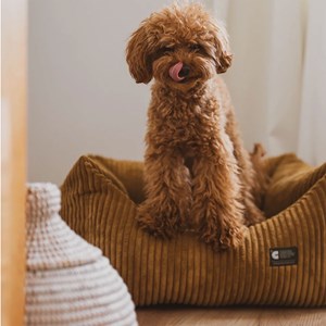 Cama, panier chien chat velours bronze s