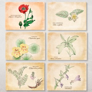 14 cartes postales plantes médicinales