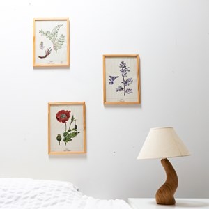 3 affiches plantes médicinales a4