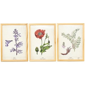 3 affiches plantes médicinales a4