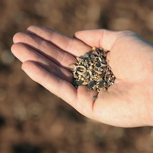 Mélange nectarifère pour abeilles - gr
