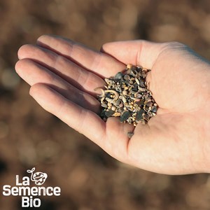 Mélange nectarifère pour abeilles - graines bio