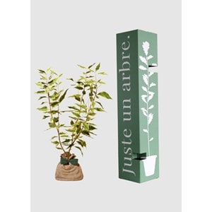 Cornouiller blanc - arbre a planter