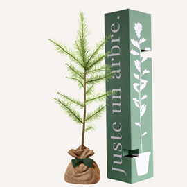 Melèze d'europe  - cadeau mariage