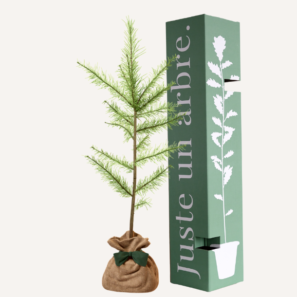 Melèze d'europe - cadeau mariage