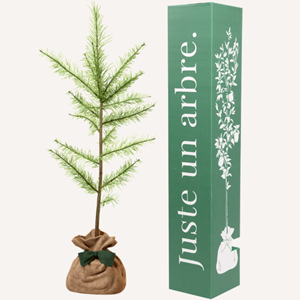 Melèze d'europe  - idée cadeau