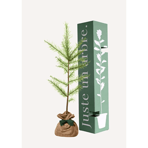 Melèze d'europe  - arbre cadeau