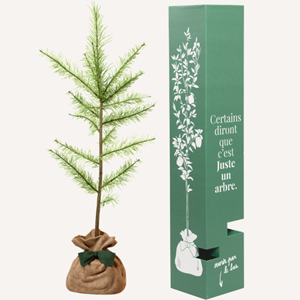 Melèze d'europe  - idée cadeau