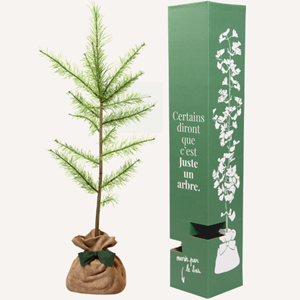 Melèze d'europe  - idée cadeau