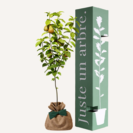 Poirier conférence - cadeau naturel