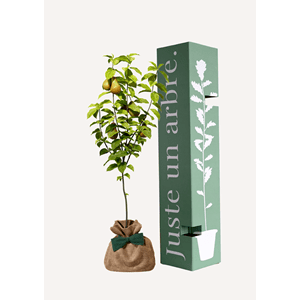 Poirier conférence  - arbre a planter