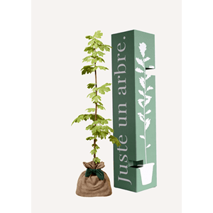 Erable champêtre - arbre a planter