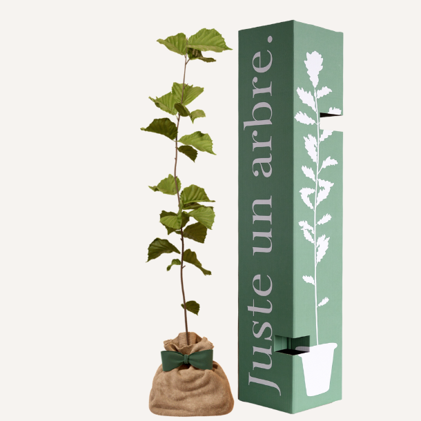 Noisetier - idée cadeau